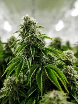 TAHAPAN PERTUMBUHAN GANJA